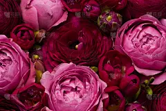 明亮的花组成的自然新鲜深色毛茛和小苍兰在高贵的深紫红色颜色。