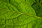 nature, plant, leaf