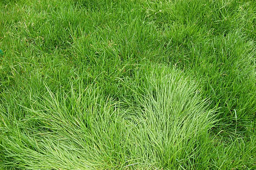 Textures.com : Grass...