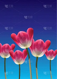 郁金香,三维图形,创造力,自然,华丽的,红色,贺卡,优惠券,结婚请柬,写实