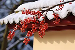 古墙边美丽的腊梅