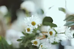 雏菊高清摄影素材