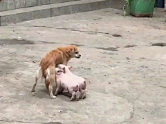 喂奶4