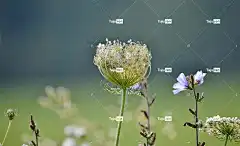 性质 花卉 花卉背景 蔬菜 花壁纸 美丽的花朵 植物区系 美容