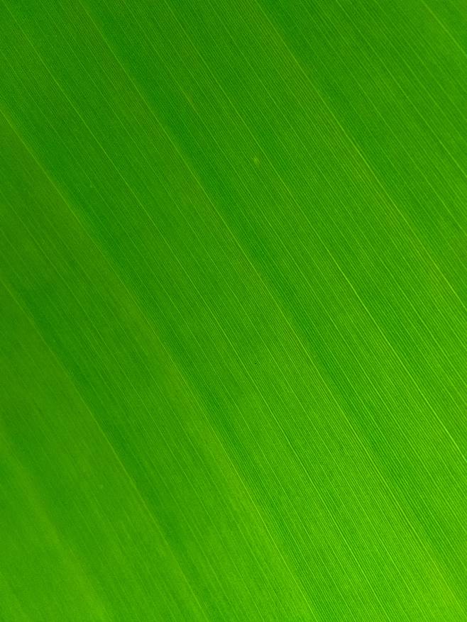 green and white stri...