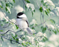 Bird Photography Print, Nature Photography, Woodland Animal Art Print…