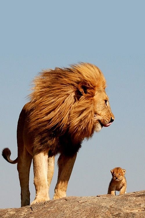 The Lion King | by N...