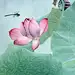 十月荷
