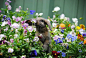 【影像】当动物亲吻花朵，这是世界上最萌的照片