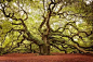 美国南卡罗莱纳的天使橡树：目前有20米高，预计有400到500年。