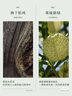 Maisy采集到香薰