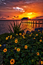 日落的哈钦森岛  ，​​佛罗里达州