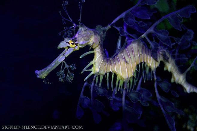 The Leafy Seadragon ...