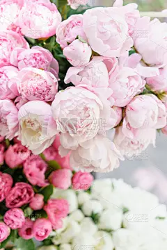 花束,牡丹,粉色,白昼,花瓶,壁纸,自然美,玻璃,构图,花