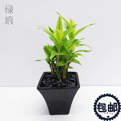 29元包邮 绿痕 绿植 植物 富贵竹 盆...