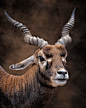 印度黑羚 Antilope cervicapra 偶蹄目 牛科 印度羚属
Antilope cervicapra by Sandro Valentin on 500px
