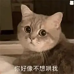 猫猫狗狗表情包 点赞好事发生(*ฅ́ˇฅ̀*) ​​​​