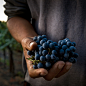 Processing Perfection : A series of images illustrating the art and process of winemaking.