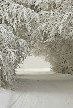 猫♛斯拉·²¼·采集到梦❤守望雪国的那抹白