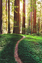 Redwoods National Park, California (by Raveesh Ahuja)