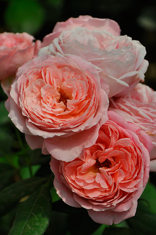 17:12:24亚伯拉罕国外花卉摄影——玫瑰园④灬铃兰灬同采自shop