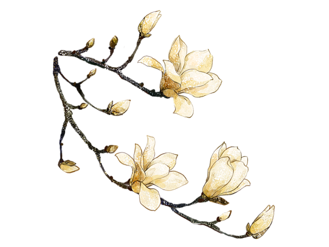 盛开白色花古风图片水墨水彩免抠png图片壁纸