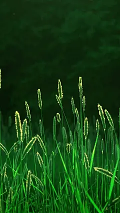 唯美绿色狗尾巴草手机壁纸_风景壁纸_手机壁纸_主题之家下载站