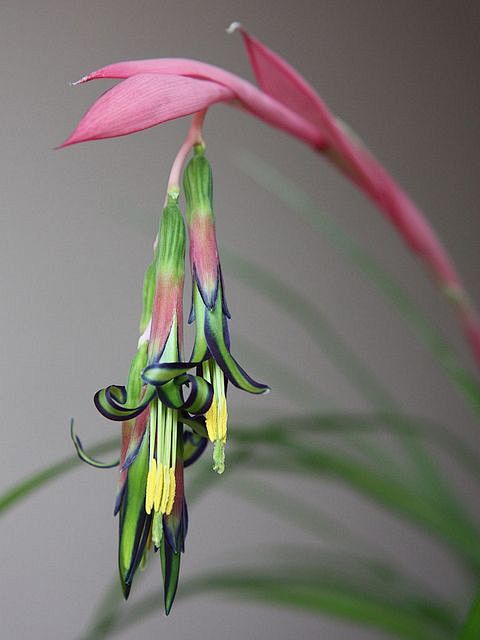 垂花水塔花