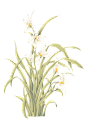 手绘兰花png