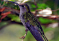 Purple Hummingbird