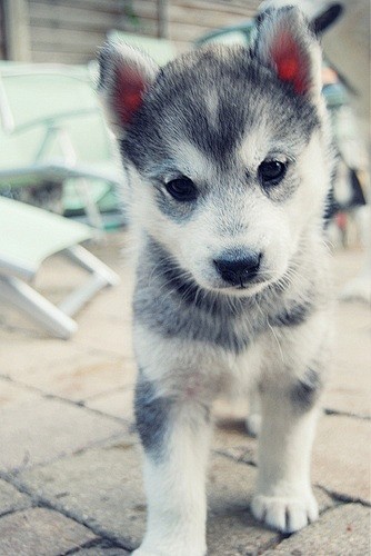 Husky puppy. Can't s...