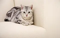 超萌小猫咪桌面高清壁纸桌面壁纸3