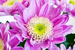 粉色,菊花,明信片,黄色,贺卡,白色背景,鲜花盛开,秋天,室内,图像