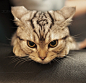 斑陀螺的相册-猫君 in Tumblr