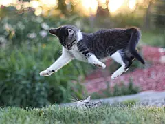 高清小萌猫桌面壁纸  #优质# #动物# #高清#