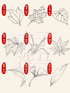 用户t0GCXivn采集到树叶