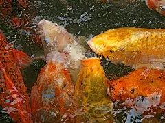 可爱的鲤鱼高清壁纸桌面壁纸2