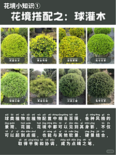 上海木西花园设计采集到植物设计----植物品种