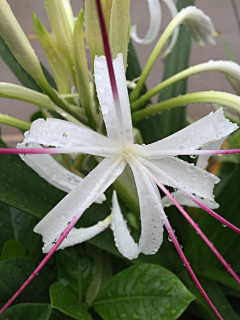 ~灵子～采集到花草