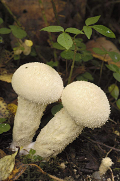 慕慕h采集到素材—植物