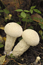 马勃菌目 （学名：Lycoperdales），腹隔担子菌纲的一目，为真菌类生物，学名叫马勃，成熟的马勃一般比成人的拳头略小。因形状、颜色酷似马粪而俗称为“马粪包”。