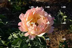 牡丹 花壁纸 花 花卉背景 花瓣 美丽的花朵 自然 树叶 叶子