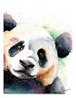 PANDA BEAR PAINTING watercolor panda original by SignedSweet: 