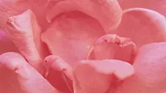 高清晰粉红山茶花壁纸图片