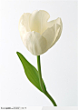 花卉造型-漂亮的白色郁金香