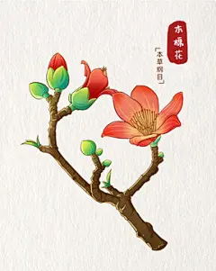 木棉花插画