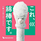 日本公司用羊驼代言棉棒，创意太有才，让人笑出眼泪https://www.hatayurie.com/