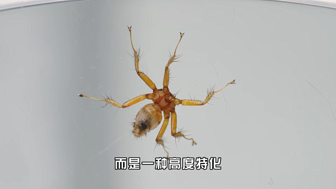 外星生物真实存在?! 我与最诡异的蝙蝠寄...