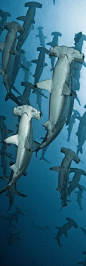 Hammerhead Sharks