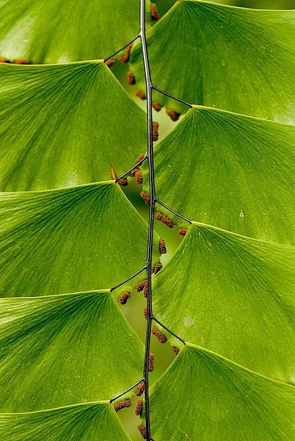 leaf > maidenhair fe...